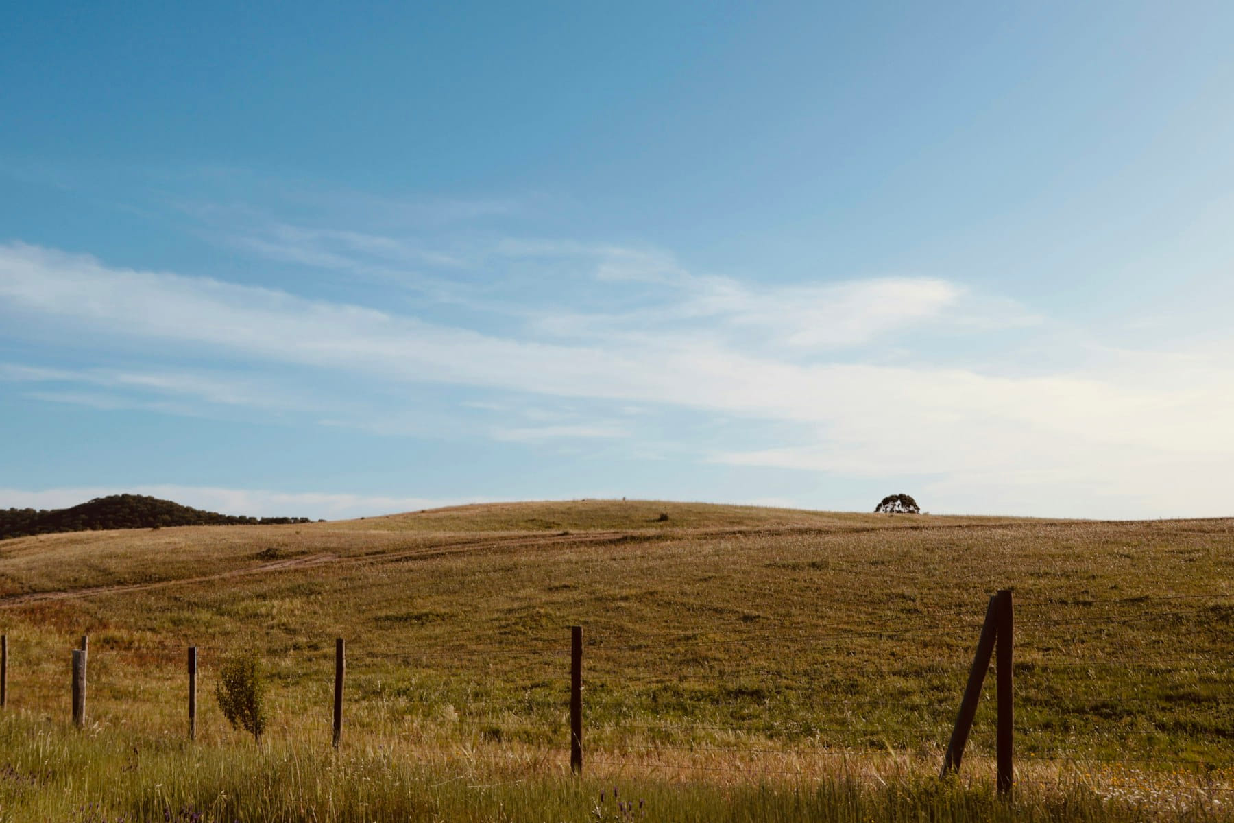An open Alentejo field beneath a wide sky